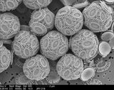 Coccolithophore Bracelet