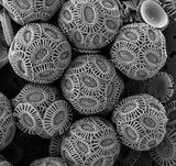 Coccolithophore Pendant Necklace