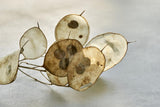 Honesty Seed Pod Gemstone Pendant with chain
