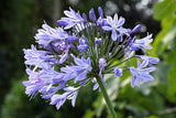 Agapanthus Necklace