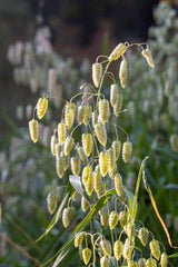 Quaking Grass Pendant with chain