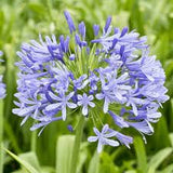 Agapanthus Pod & Chain Necklace