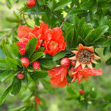 Pomegranate Pendant with chain