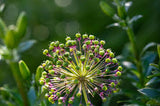 Allium Hook Earrings