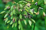 Agapanthus Pod & Chain Necklace