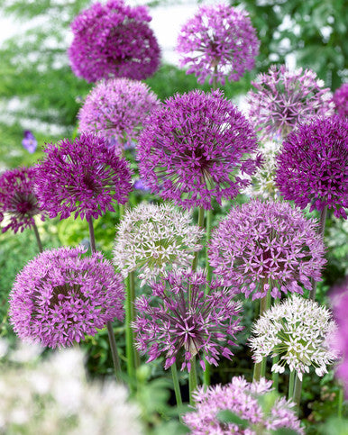 Allium Hook Earrings