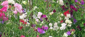 Sweet Pea Pendant & Chain
