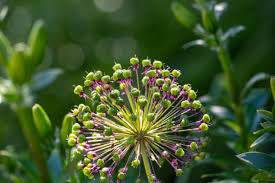 Allium Pendant beaded with chain (Copy)